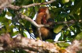 Land based adventures in Raja Ampat