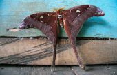Land based adventures in Raja Ampat