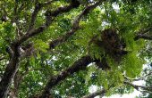 Land based adventures in Raja Ampat