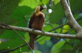 Raja Ampat trekking