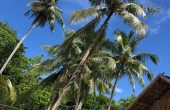 Ayau Homestay, Pulau Ayau, Raja Ampat